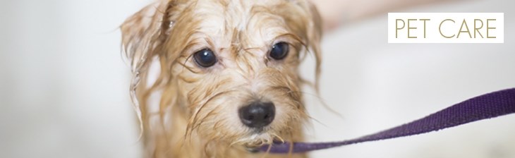 CATEGORY GENERIC Single Pet Care